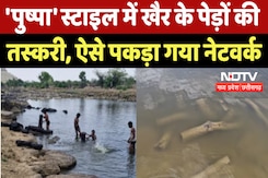 Smuggling of Khair Wood: 'पुष्पा' Style में खैर के पेड़ों की तस्करी, ऐसे पकड़ा गया Network Smuggling of Khair Wood: 'पुष्पा' Style में खैर के पेड़ों की तस्करी, ऐसे पकड़ा गया Network