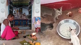 In 300-Year-Old Odisha Temple, Feline VIPs Get <i>Prasad</i> First
