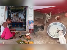 In 300-Year-Old Odisha Temple, Feline VIPs Get <i>Prasad</i> First