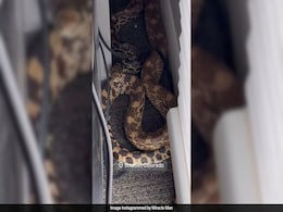 "Scared The Heck Out Of Me": US Influencer Finds Giant 8-Foot Snake Under His Office Desk "Scared The Heck Out Of Me": US Influencer Finds Giant 8-Foot Snake Under His Office Desk