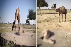 Baby Camel Falls In Tank Searching For Water, Dies. Helpless Mother Watches Baby Camel Falls In Tank Searching For Water, Dies. Helpless Mother Watches