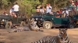 Viral Video: रणथंभौर पहुंचे केंद्रीय मंत्री गजेंद्र सिंह शेखावत, परिवार संग बाघों से की मुलाक़ात! देखें वीडियो
