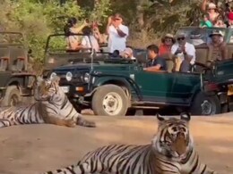 Viral Video: रणथंभौर पहुंचे केंद्रीय मंत्री गजेंद्र सिंह शेखावत, परिवार संग बाघों से की मुलाक़ात! देखें वीडियो Viral Video: रणथंभौर पहुंचे केंद्रीय मंत्री गजेंद्र सिंह शेखावत, परिवार संग बाघों से की मुलाक़ात! देखें वीडियो