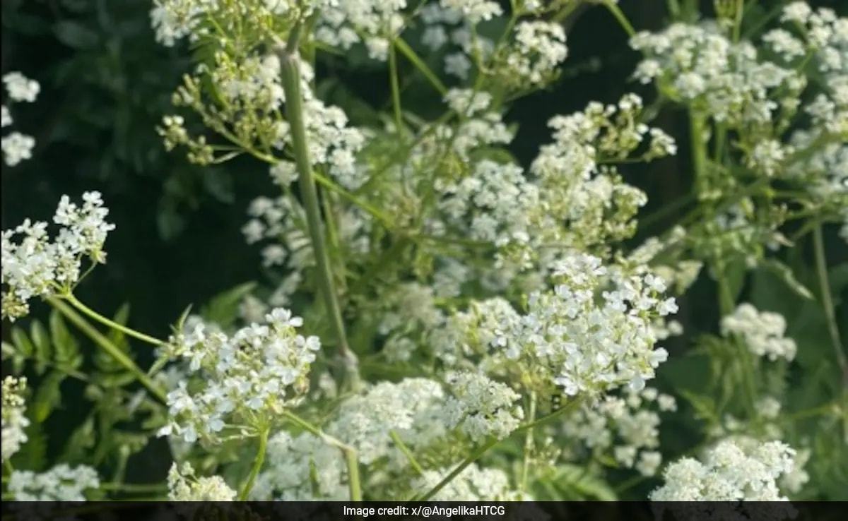 бързо четене Резюме е генериран от AI прегледано Newsroom Сардоничната
