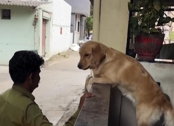 Watch: Dog Demands Banana  Watch: Dog Demands Banana