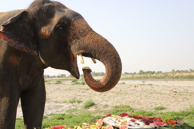 पौष्टिक भोजन खाते हुए हाथी पौष्टिक भोजन खाते हुए हाथी