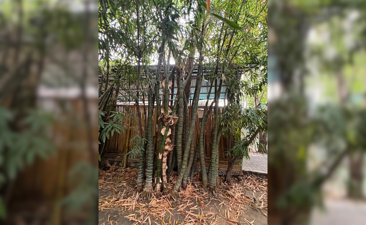 Bamboo trees. Photo: Author Bamboo trees. Photo: Author