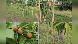 Mango Park: विश्व के करीब 40 देशों के आम एक बगीचे में, नरसिंहपुर का फ्रूट स्वीट पार्क दे रहा तंदुरुस्ती का संदेश