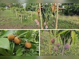Mango Park: विश्व के करीब 40 देशों के आम एक बगीचे में, नरसिंहपुर का फ्रूट स्वीट पार्क दे रहा तंदुरुस्ती का संदेश