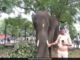 Karnataka Gives 6 Trained Kumki Elephants To Andhra Pradesh Karnataka Gives 6 Trained Kumki Elephants To Andhra Pradesh