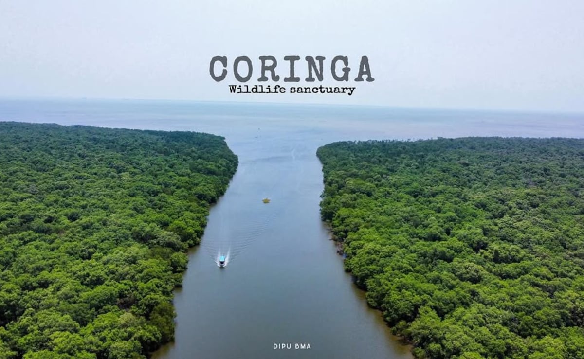 Coringa Wildlife Sanctuary, Andhra Pradesh: Coringa Wildlife Sanctuary, Andhra Pradesh: