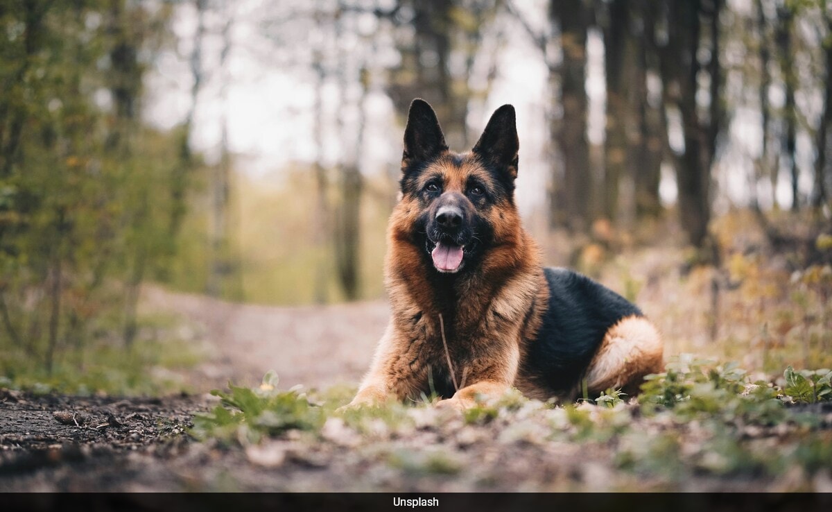 бързо четене Резюме е генериран от AI прегледано Newsroom Едномесечно