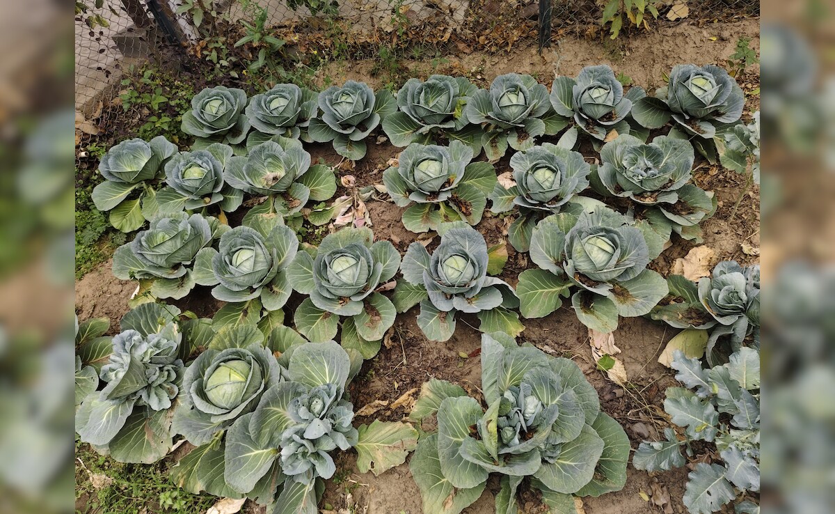 Cabbage fields. Photo: Author Cabbage fields. Photo: Author