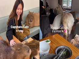 From Penguins Around Diners To Snakes At The Table, 8 Fascinating Animal Cafes Around The World From Penguins Around Diners To Snakes At The Table, 8 Fascinating Animal Cafes Around The World