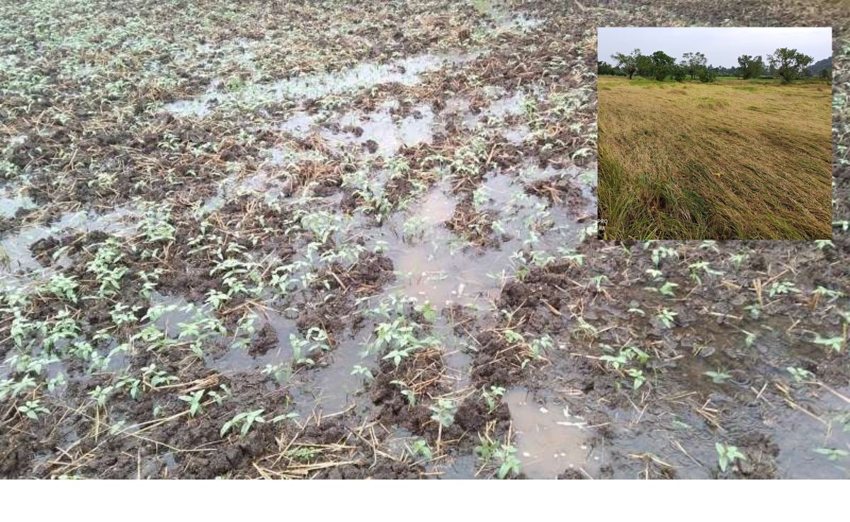 Unseasonal rains hit Marathwada hard causing huge damage to crops and ...