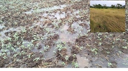 Unseasonal Rain : अवकाळीचा मराठवाड्याला मोठा फटका, पिके-फळबागांचं मोठं नुकसान