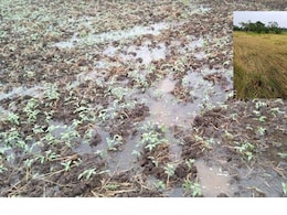 Unseasonal Rain : अवकाळीचा मराठवाड्याला मोठा फटका, पिके-फळबागांचं मोठं नुकसान Unseasonal Rain : अवकाळीचा मराठवाड्याला मोठा फटका, पिके-फळबागांचं मोठं नुकसान