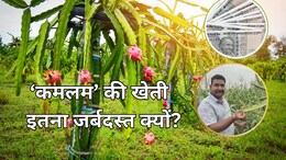 ये फ्रूट नहीं ATM है! एक बार उगाने के बाद 25 साल तक देगी मुनाफा, जानें क्या कहते हैं किसान