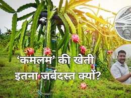 ये फ्रूट नहीं ATM है! एक बार उगाने के बाद 25 साल तक देगी मुनाफा, जानें क्या कहते हैं किसान ये फ्रूट नहीं ATM है! एक बार उगाने के बाद 25 साल तक देगी मुनाफा, जानें क्या कहते हैं किसान