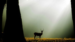 5 National Parks In India That Are Perfect For A Summer Break