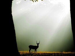 5 National Parks In India That Are Perfect For A Summer Break