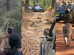 रणथंभौर नेशनल पार्क में उड़ी वन्य नियमों की धज्जियां, बाघों का पीछा करते हुए मिले 22 वाहन चालक