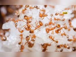 Different news: 5000 मुंग्या जवळ बाळगणे पडले महागात, 'त्या' 2 मुलांना काय मिळाली शिक्षा?