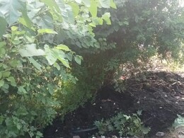 Man, Sleeping Under Tree, Buried Alive As Workers Dump Sludge On Him In UP