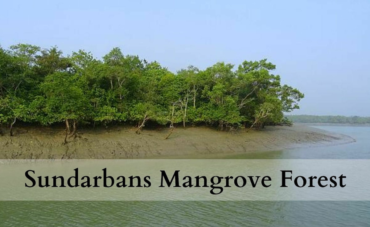 Sundarbans are one of the most popular mangrove forests in India Sundarbans are one of the most popular mangrove forests in India