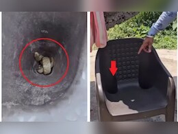 कुर्सी में छिपा बैठा था सांप, वायरल वीडियो ने उड़ाए लोगों के होश, सावधान रहने की दी जा रही सलाह कुर्सी में छिपा बैठा था सांप, वायरल वीडियो ने उड़ाए लोगों के होश, सावधान रहने की दी जा रही सलाह
