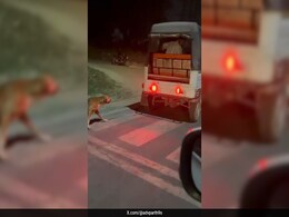 Man Arrested For Dragging Dog Tied To Auto In Greater Noida: Cops Man Arrested For Dragging Dog Tied To Auto In Greater Noida: Cops