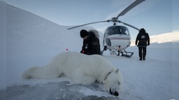 Polar Bear Biopsies Reveal Impact On Arctic Pollution And Climate Change