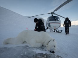 Polar Bear Biopsies Reveal Impact On Arctic Pollution And Climate Change Polar Bear Biopsies Reveal Impact On Arctic Pollution And Climate Change