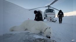 The Eye-Opening Science Of Close Encounters With Polar Bears