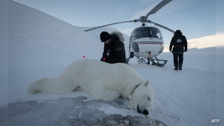 The Eye-Opening Science Of Close Encounters With Polar Bears