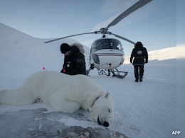 The Eye-Opening Science Of Close Encounters With Polar Bears The Eye-Opening Science Of Close Encounters With Polar Bears