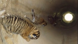 Ranthambore Tiger News: रणथंभौर में फिर बढ़ा बाघों का कुनबा, बाघिन RBT 2302 ने तीन शावकों को दिया जन्म