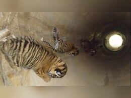 Ranthambore Tiger News: रणथंभौर में फिर बढ़ा बाघों का कुनबा, बाघिन RBT 2302 ने तीन शावकों को दिया जन्म