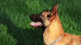 CRPF Dog Stung 200 Times By Swarm Of Bees During Anti-Maoist Operation, Dies