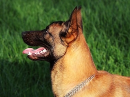 CRPF Dog Stung 200 Times By Swarm Of Bees During Anti-Maoist Operation, Dies CRPF Dog Stung 200 Times By Swarm Of Bees During Anti-Maoist Operation, Dies