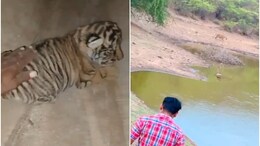 Rajasthan: रणथंभौर में टाइगर के साथ खेलते दिखे इंसान, पाइप के अंदर घुसकर शावकों को सहलाने का वीडियो वायरल