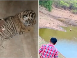 Rajasthan: रणथंभौर में टाइगर के साथ खेलते दिखे इंसान, पाइप के अंदर घुसकर शावकों को सहलाने का वीडियो वायरल Rajasthan: रणथंभौर में टाइगर के साथ खेलते दिखे इंसान, पाइप के अंदर घुसकर शावकों को सहलाने का वीडियो वायरल