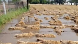 Unseasonal Rain: मराठवाड्यात अवकाळीचा धुमाकूळ,  8636 हेक्टरवरील पिक भुईसपाट, 25 जणांचा मृत्यू
