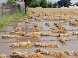 Unseasonal Rain: मराठवाड्यात अवकाळीचा धुमाकूळ,  8636 हेक्टरवरील पिक भुईसपाट, 25 जणांचा मृत्यू