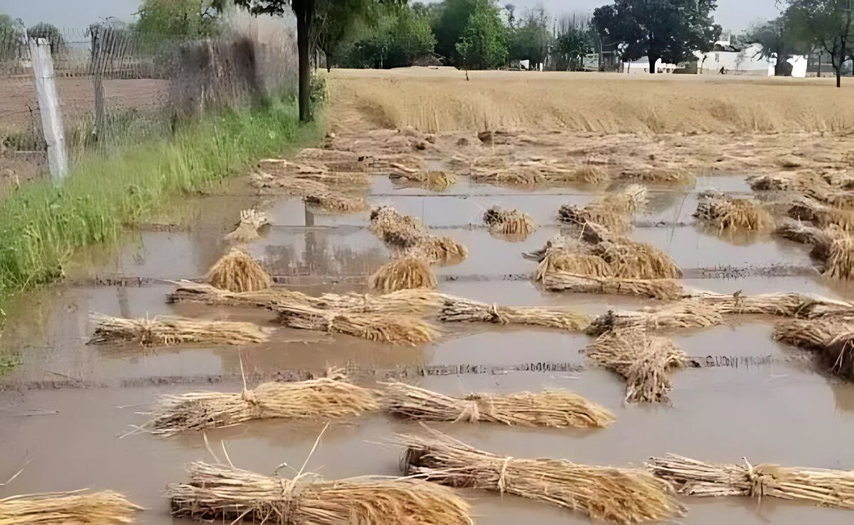 Maharashtra Unseasonal Rain Damage Rabi Crops In Marathwada Five ...