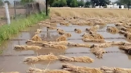 Unseasonal Rain: अवकाळीने झोडपलं, बळीराजाला अडवलं, मराठवाड्यात 5 जिल्ह्यांना फटका, तब्बल 19 हजार हेक्टरवर...