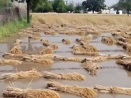 Unseasonal Rain : अवकाळीमुळे मराठवाड्यातं शेतीचं मोठं नुकसान; आकडेवारी आली समोर