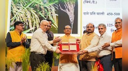 वैज्ञानिकों ने विकसित की चावल की दो नई किस्में,  कृषि मंत्री शिवराज बोले-इससे देश में होगी दूसरी हरित क्रांति, जानें क्या है खूबी