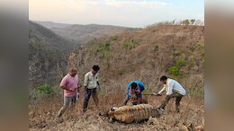 Tigress Died : जंबू पानी के जंगल में&nbsp;गर्भवती बाघिन का मिला शव, विभाग ने&nbsp;छानबीन की शुरू; DFO बोले...