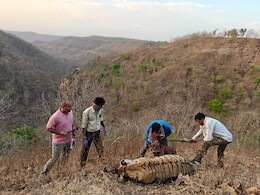 Tigress Died : जंबू पानी के जंगल में गर्भवती बाघिन का मिला शव, विभाग ने छानबीन की शुरू; DFO बोले... Tigress Died : जंबू पानी के जंगल में गर्भवती बाघिन का मिला शव, विभाग ने छानबीन की शुरू; DFO बोले...